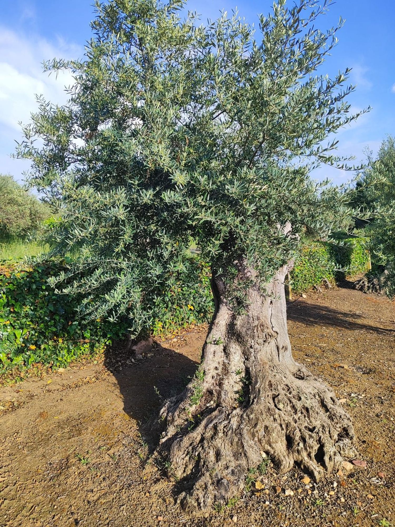 Casa rural en Calle Eras del Prado s/n - Foto 36