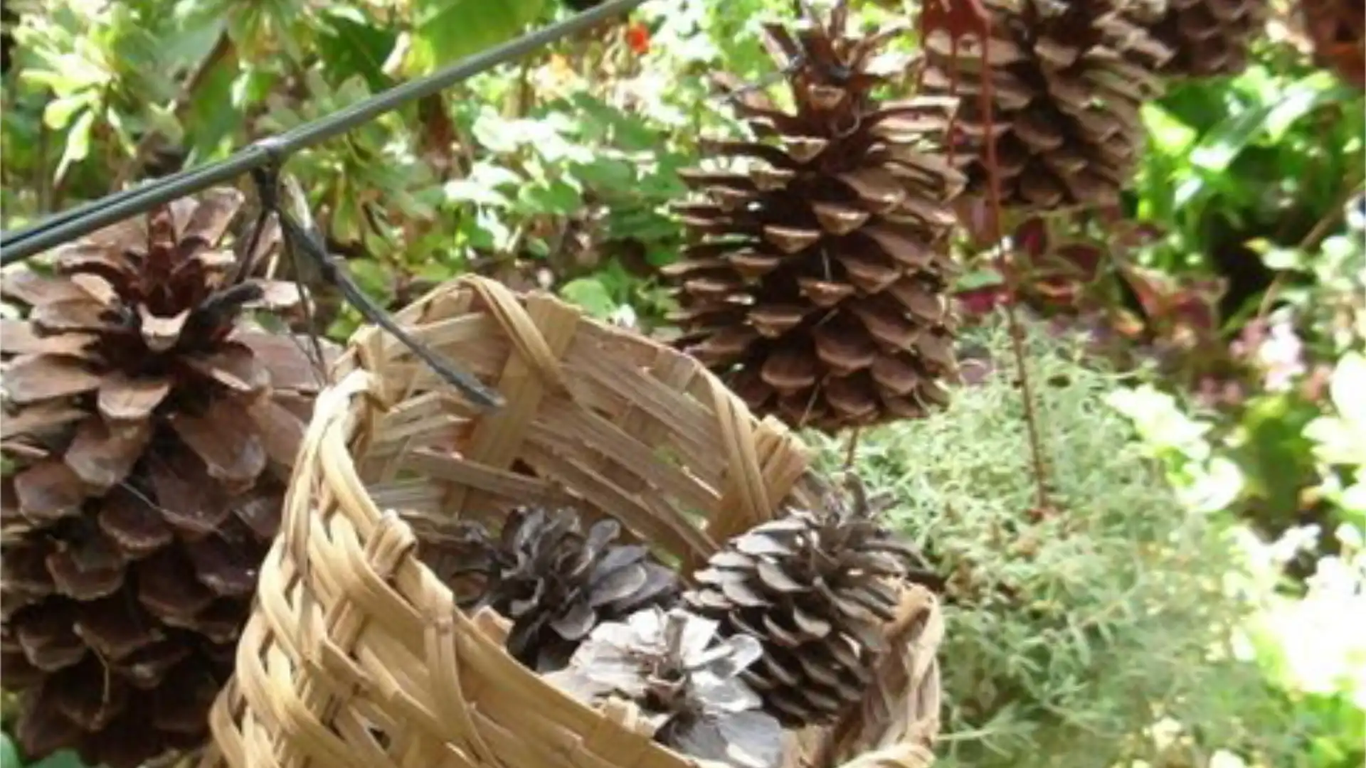 Finca rústica en calle Calle Espíritu Santo 15 - Foto 2