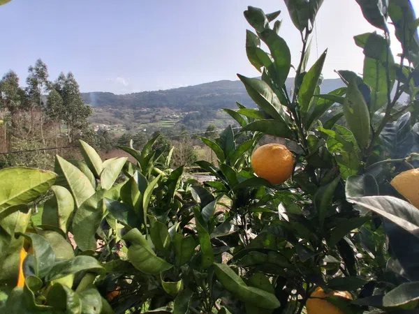 Finca rústica en Alboredos s/n - Foto 2