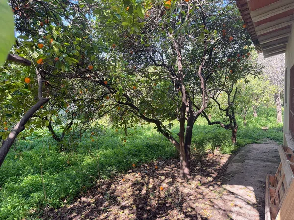 Chalet pareado en Carril de los Burros, 9 - Foto 6