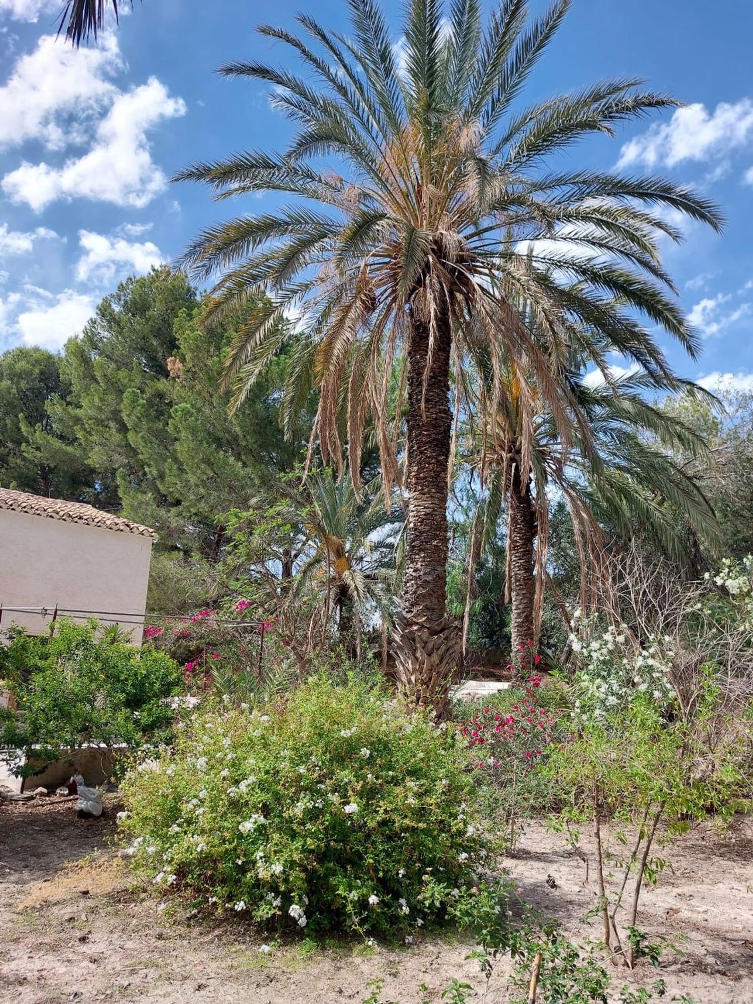 Cortijo en Cortijo en Rambla de Partaloa s/n - Foto 5