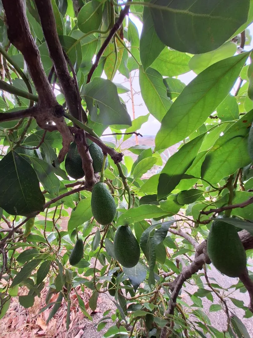 Finca rústica en  Calle Roble 2 - Foto 18