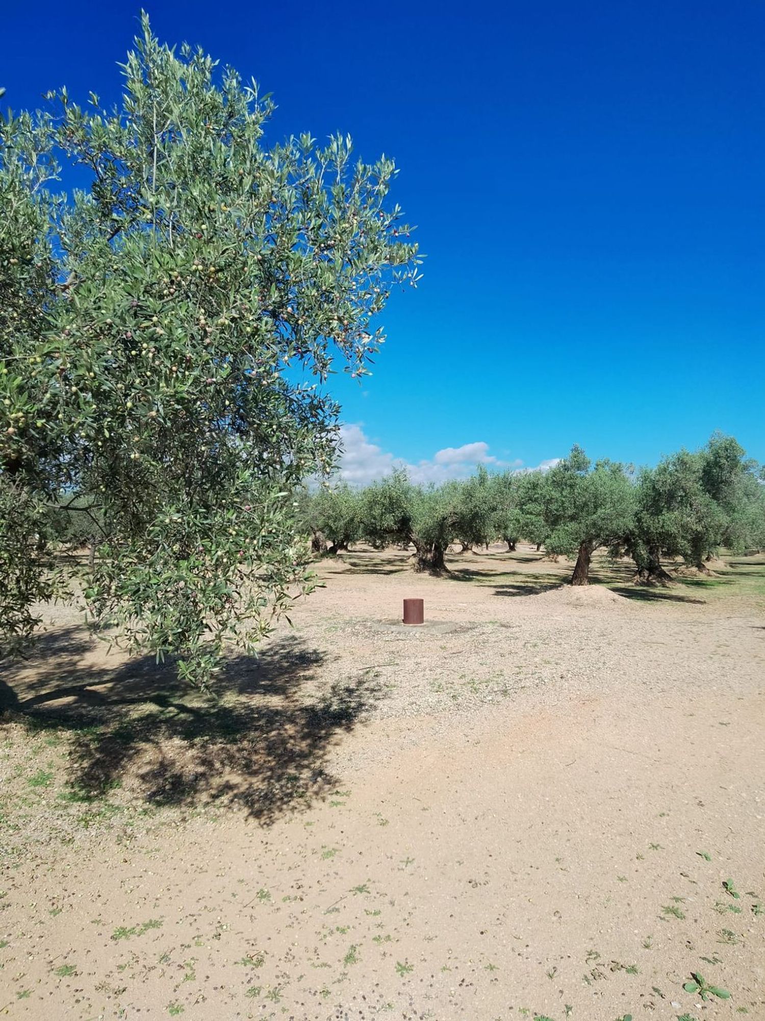 Casa o chalet independiente en Camino de Mossèn Vicent, 29 - Foto 14