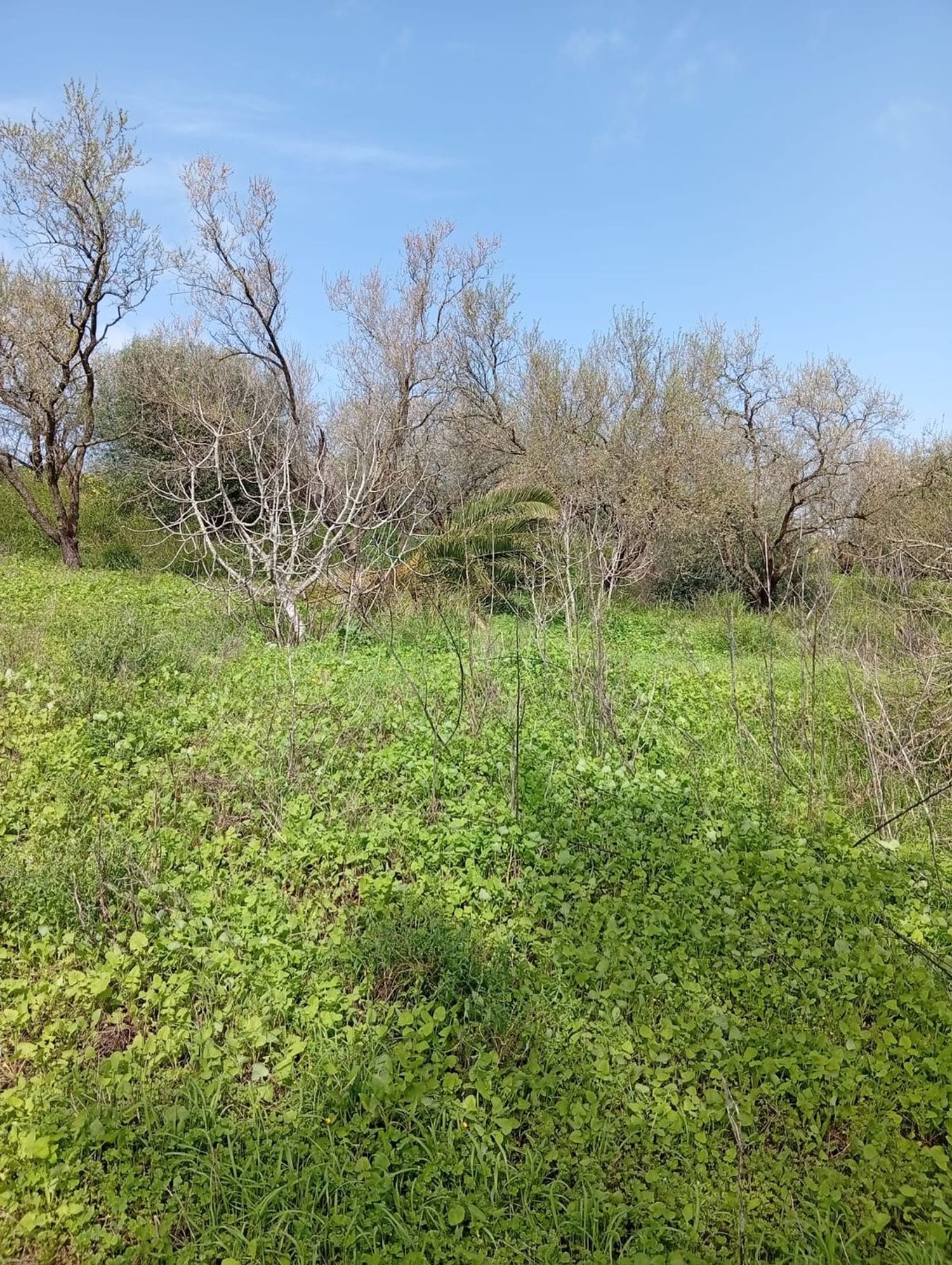 Finca rústica en camino Cañada del Fontanar s/n - Foto 6