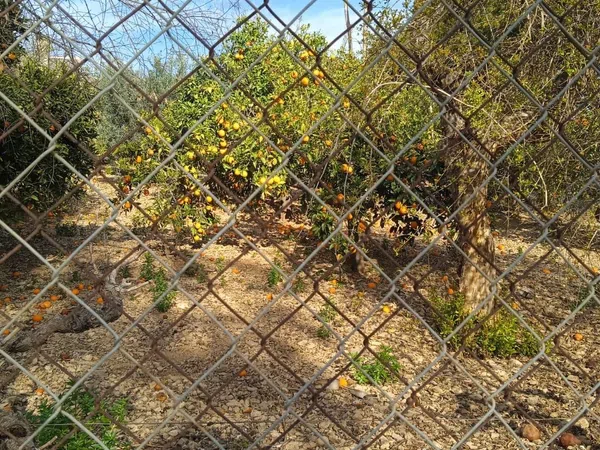 Finca rústica en Calle Sócrates, 56 - Foto 4