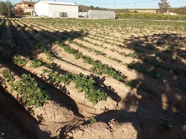 Finca rústica en  Carril de los Murcia 5 - Foto 8