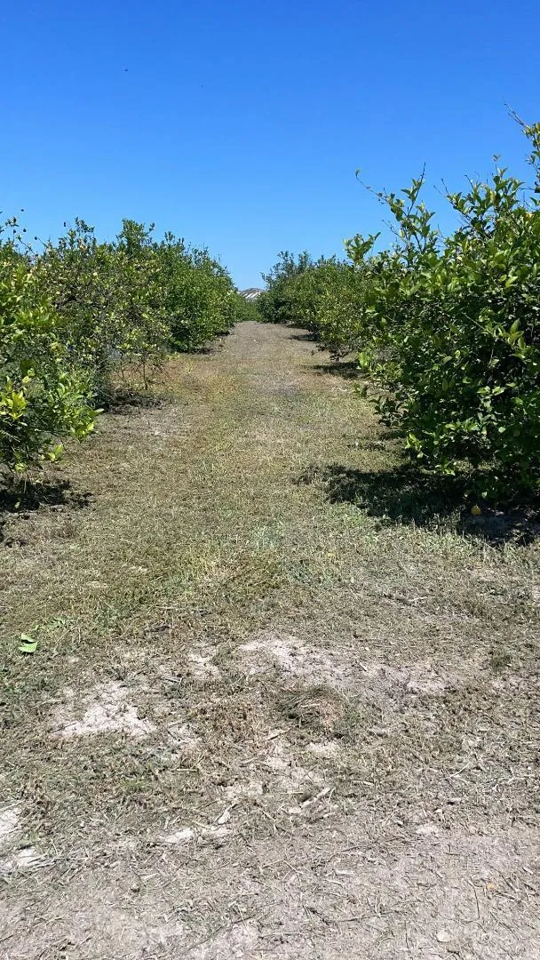 Finca rústica en  Diseminado Chalanas 10 - Foto 3