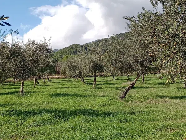 Finca rústica en Diseminado Poligono 21, 97 - Foto 2