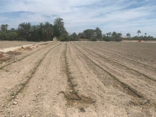 Finca rústica en Carretera de Elche a Casas del León, 30, Algoda-Matola-Llano de San José, Algoda-Matola-Llano de San José - Foto 1