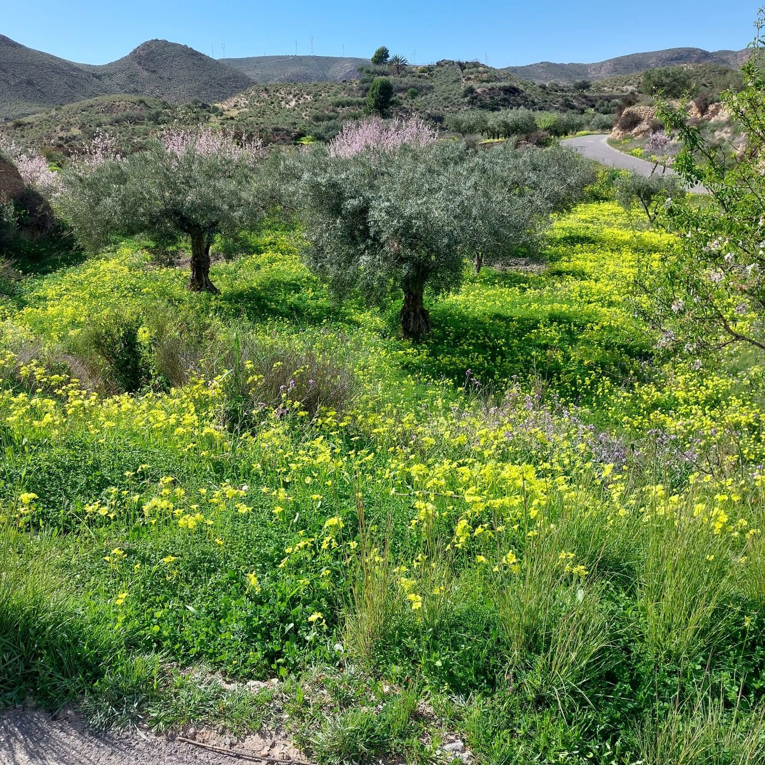 Cortijo en Cortijo en Collado Polopillos s/n - Foto 26