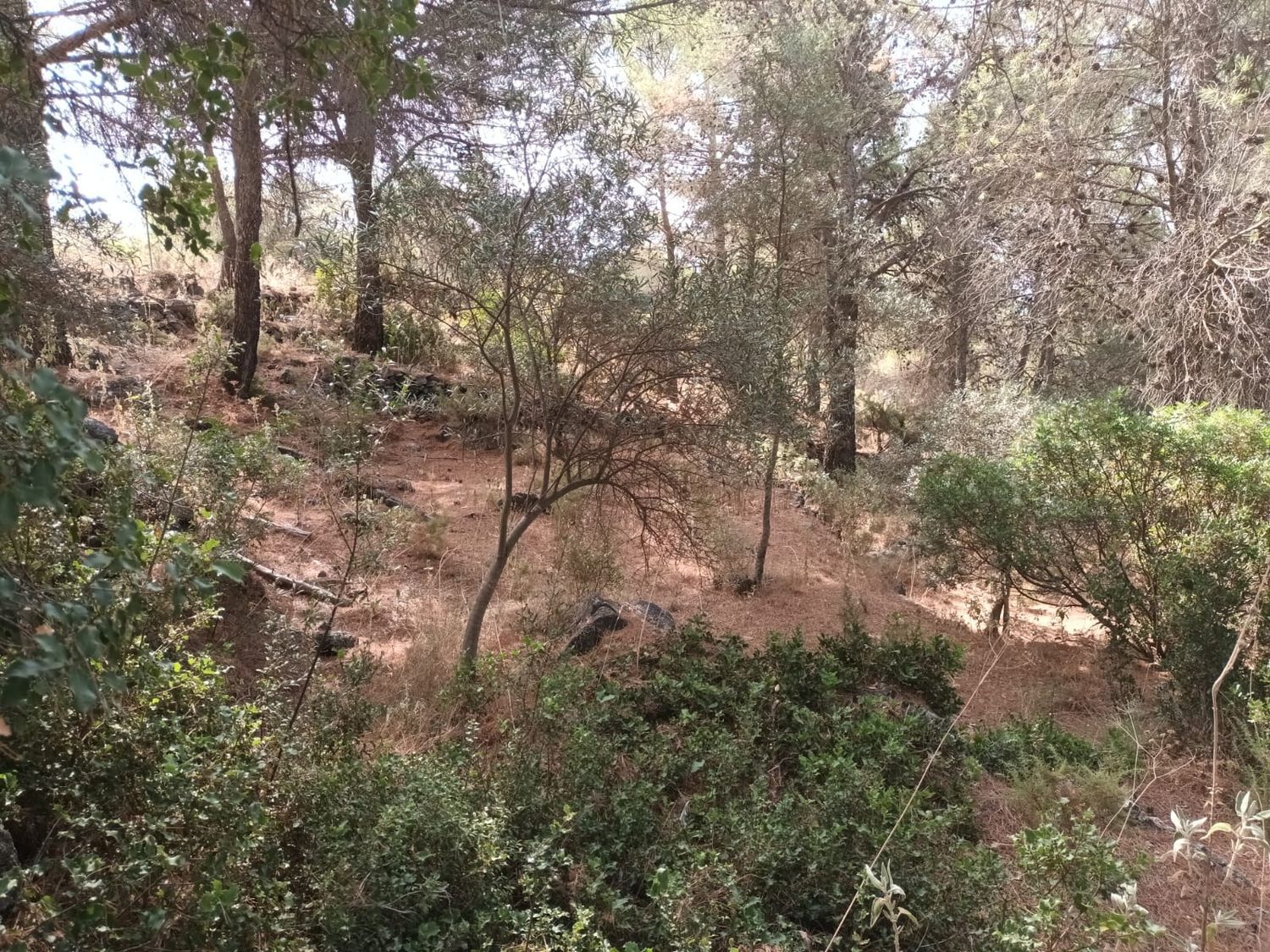 Finca rústica en Camino de la Sierra de las Nieves s/n - Foto 28