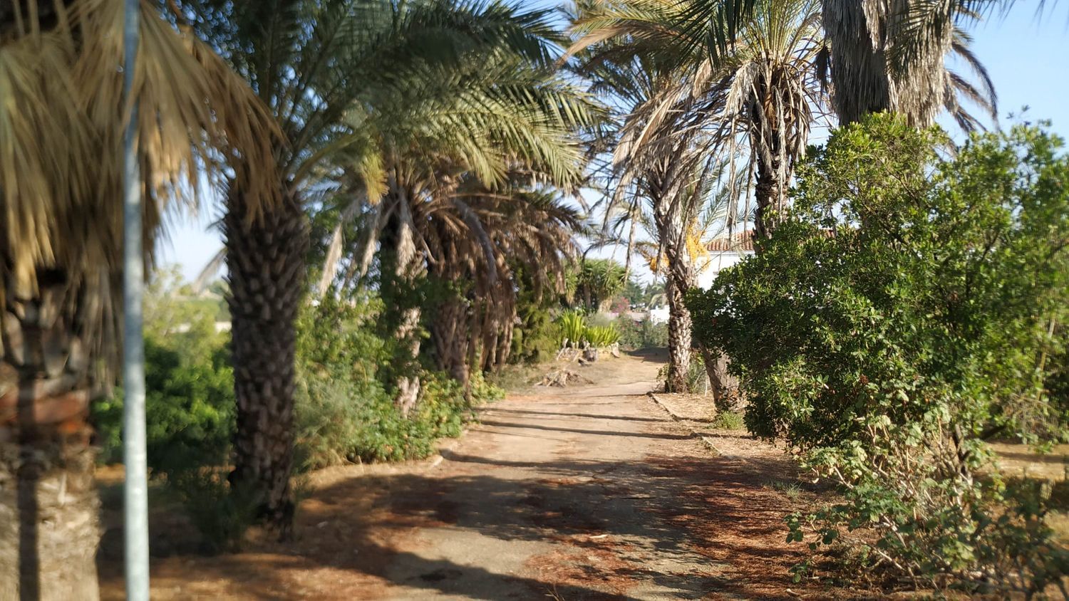 Finca rústica en Diseminados dirección a Puñanilla s/n - Foto 5