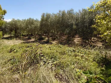 Finca rústica en  Carrer de Sant Pere 1 - Foto 18