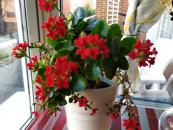 Dúplex en Barrio Prado de Santo Domingo - Foto 6