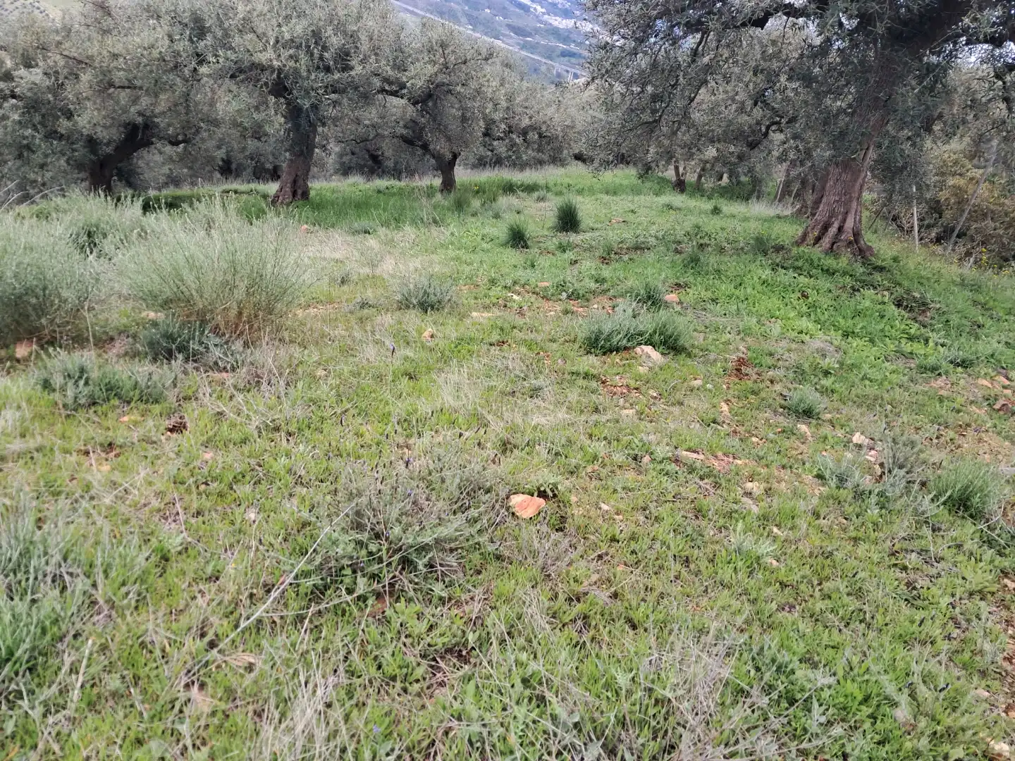 Finca rústica en  Diseminado el Cerval Pol 15 34B - Foto 7
