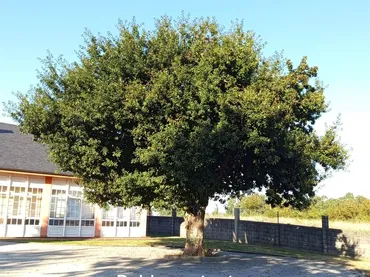 Chalet en  Rúa Figueiras 8 - Foto 47