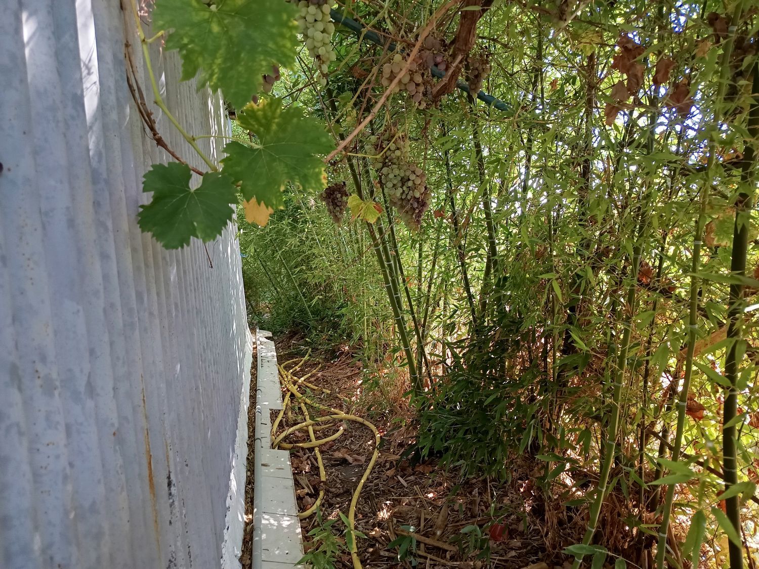 Cortijo en Cortijo en Partida Poligono 22, 220, Zona Llombai, Zona Llombai - Foto 16