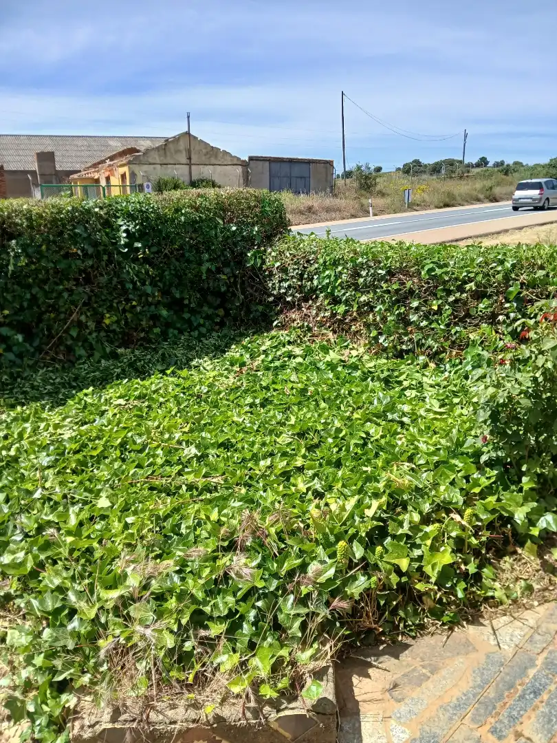 Planta baja en  Carretera de León - Astorga 340 - Foto 4