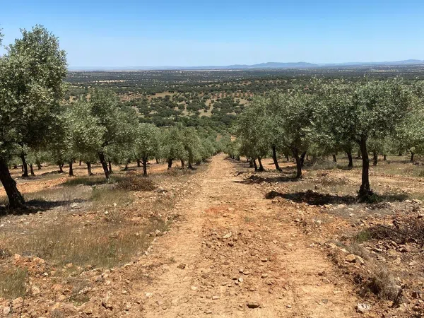 Cortijo en Cortijo en Carretera de Peñarroya a Villanueva del Duque s/n - Foto 3
