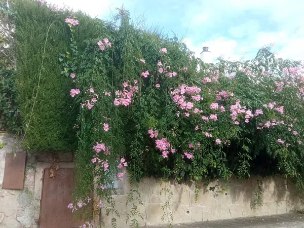 Estudio en Barrio Can Llong - Foto 4