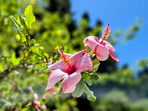 Finca rústica en carril el Clavijo, 39 - Foto 34