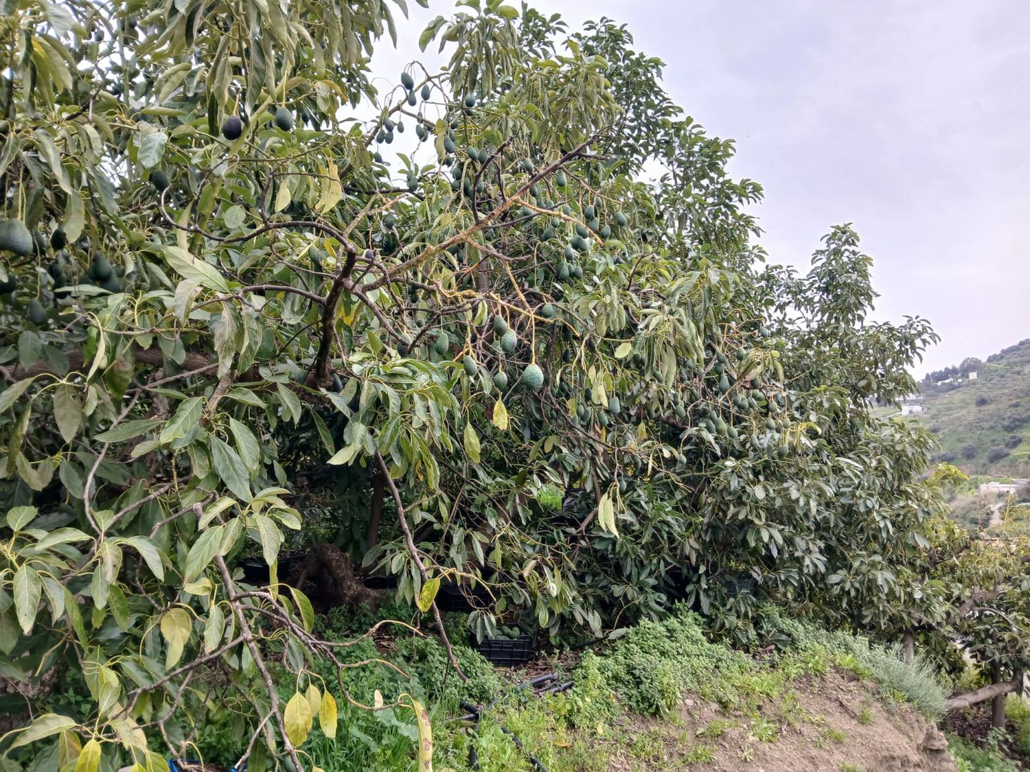 Finca rústica en Ma-5105 s/n - Foto 2