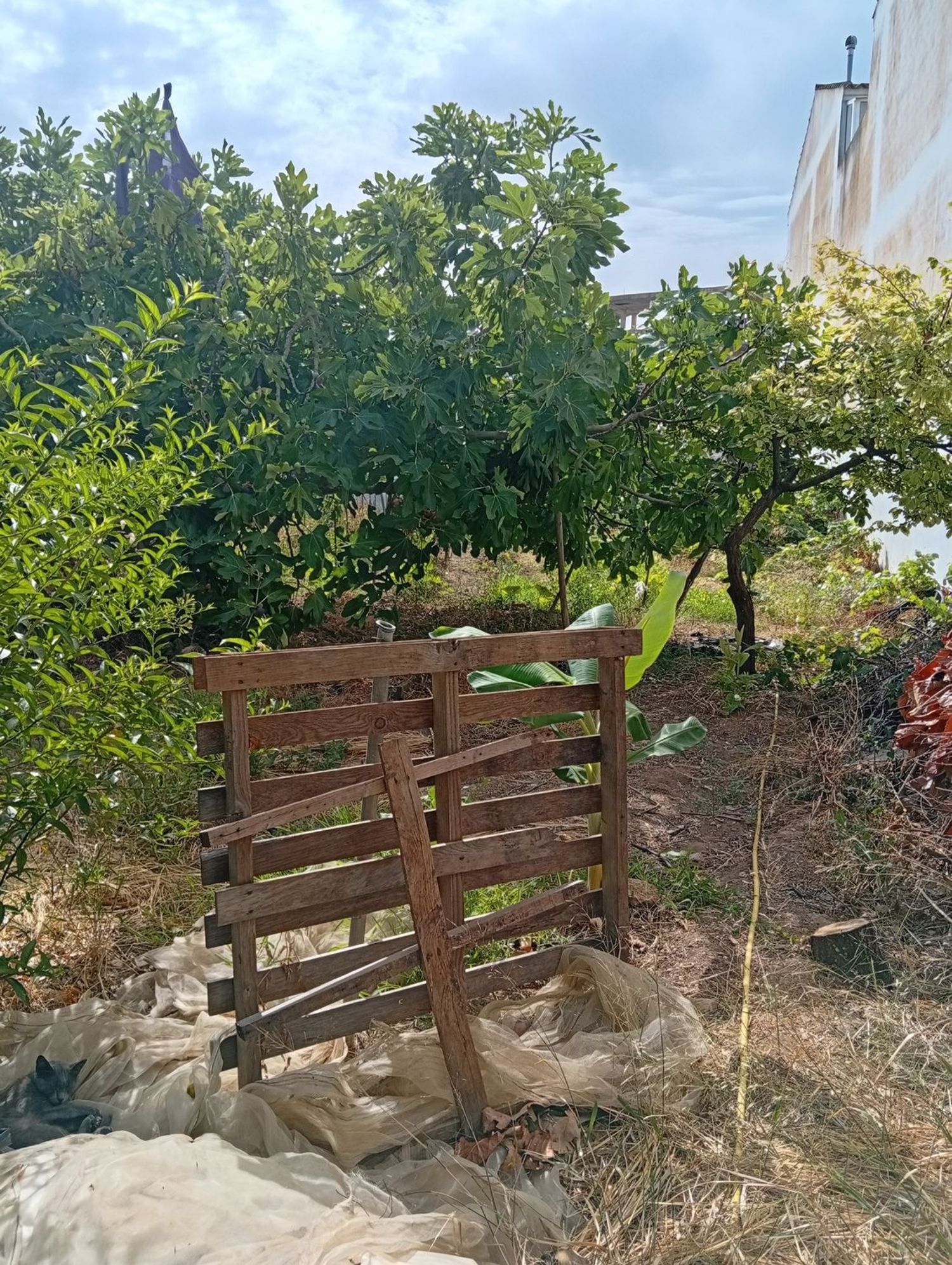 Finca rústica en Calle Galdames, 108, Ayamonte Pueblo, Ayamonte Pueblo - Foto 16