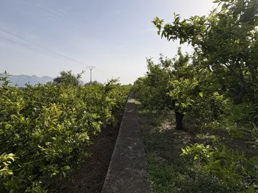 Finca rústica en  Camí dels Plans 6 - Foto 13