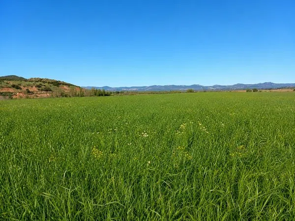 Cortijo en Carretera Ciudad Real-Murcia s/n - Foto 6