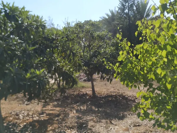 Finca rústica en Diseminados dirección a Puñanilla s/n - Foto 19