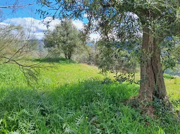 Finca rústica en  Diseminado el Cerval Pol 15 34B - Foto 14
