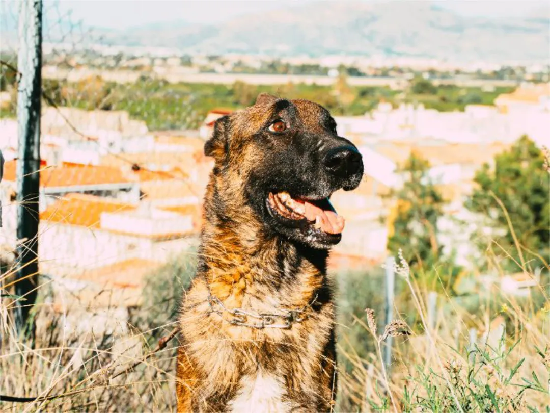 Casa adosada en  Calle Gran Vía 51 - Foto 39