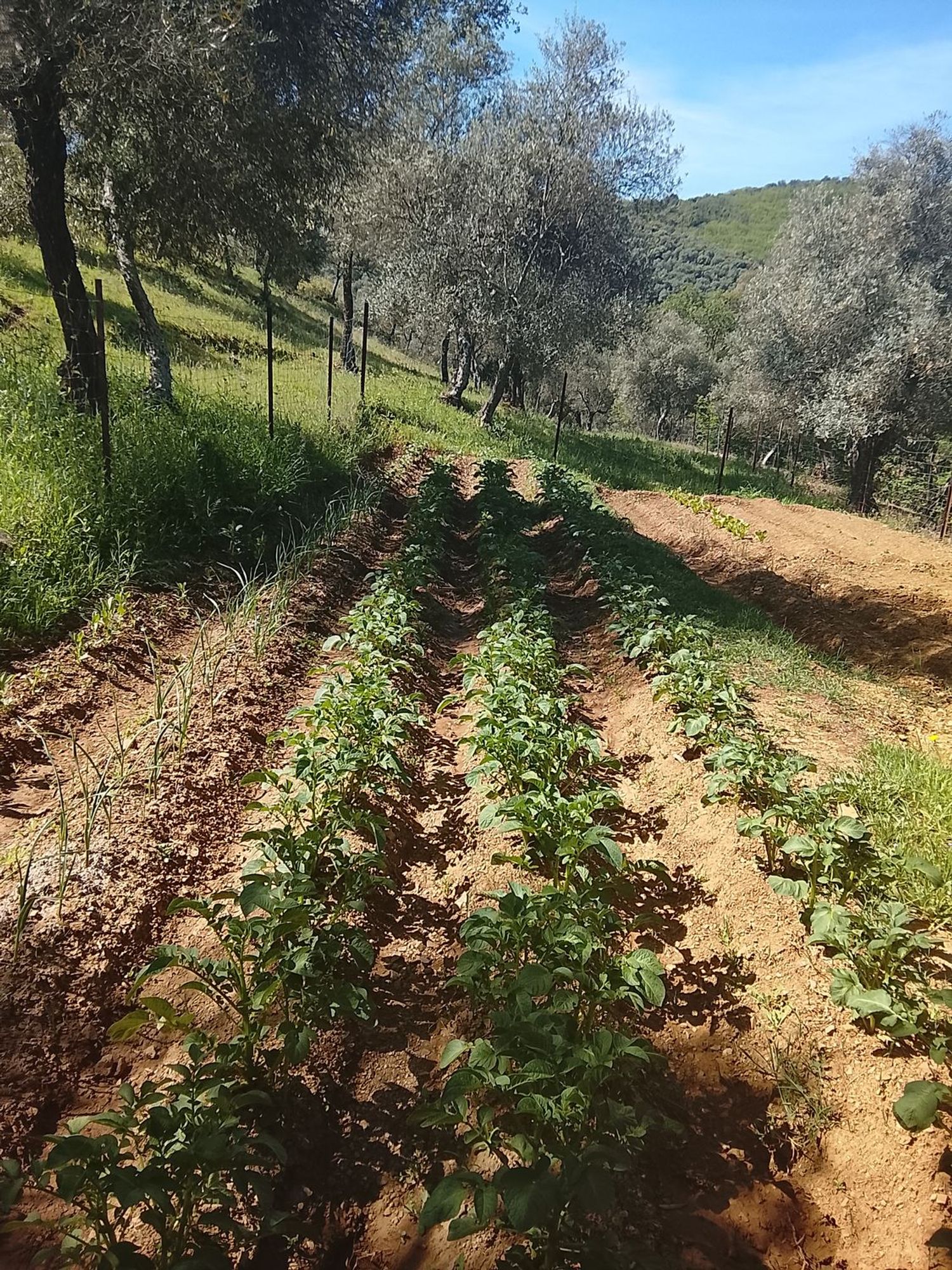 Finca rústica en Carretera de la estación, 3 km - Foto 14