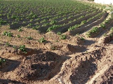 Finca rústica en  Carril de los Murcia 5 - Foto 15
