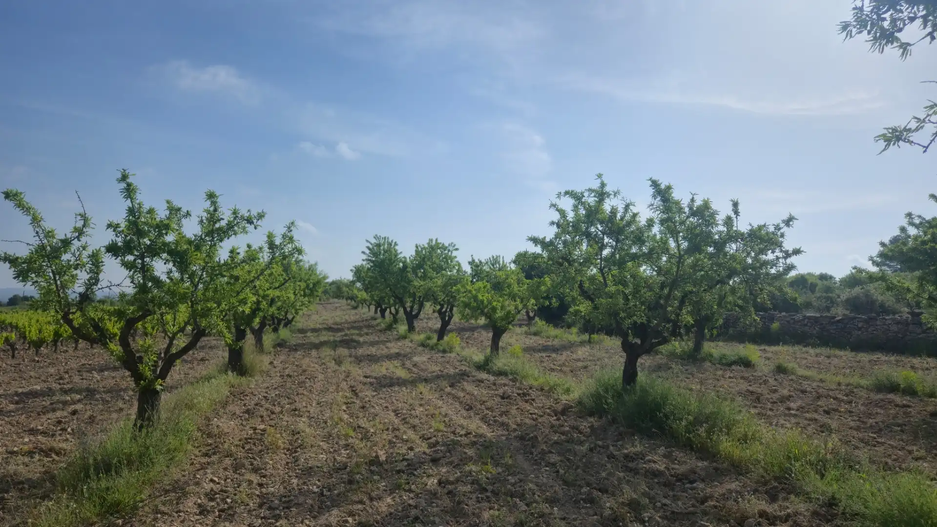 Finca rústica en  Avinguda d'Aragó 1 - Foto 2