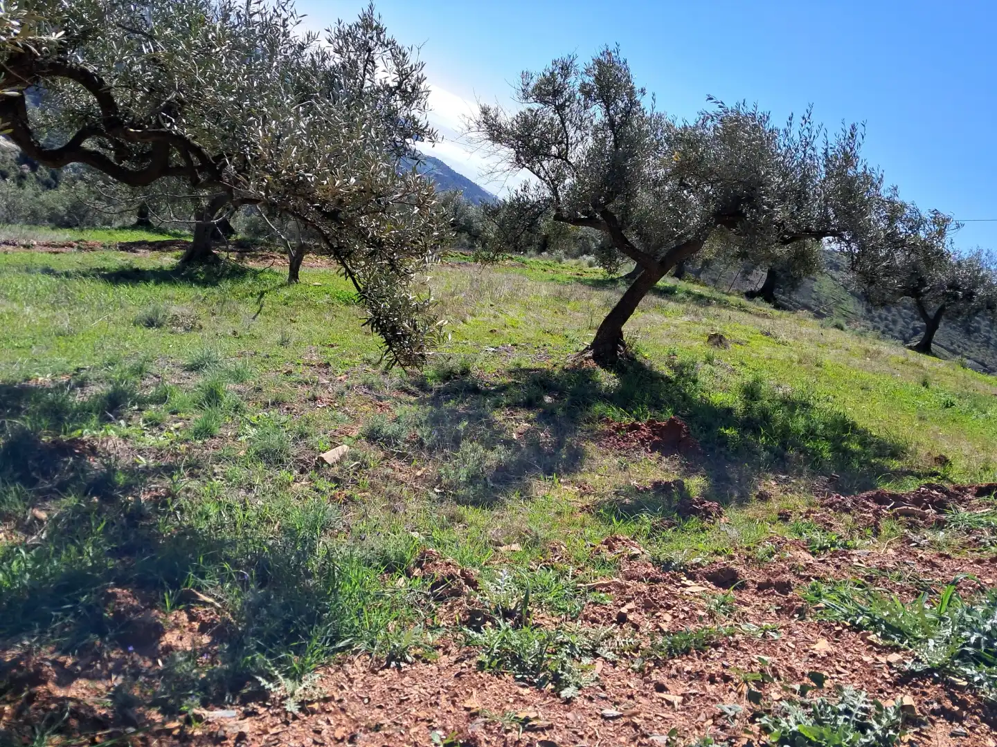 Finca rústica en  Diseminado el Cerval Pol 15 34B - Foto 18