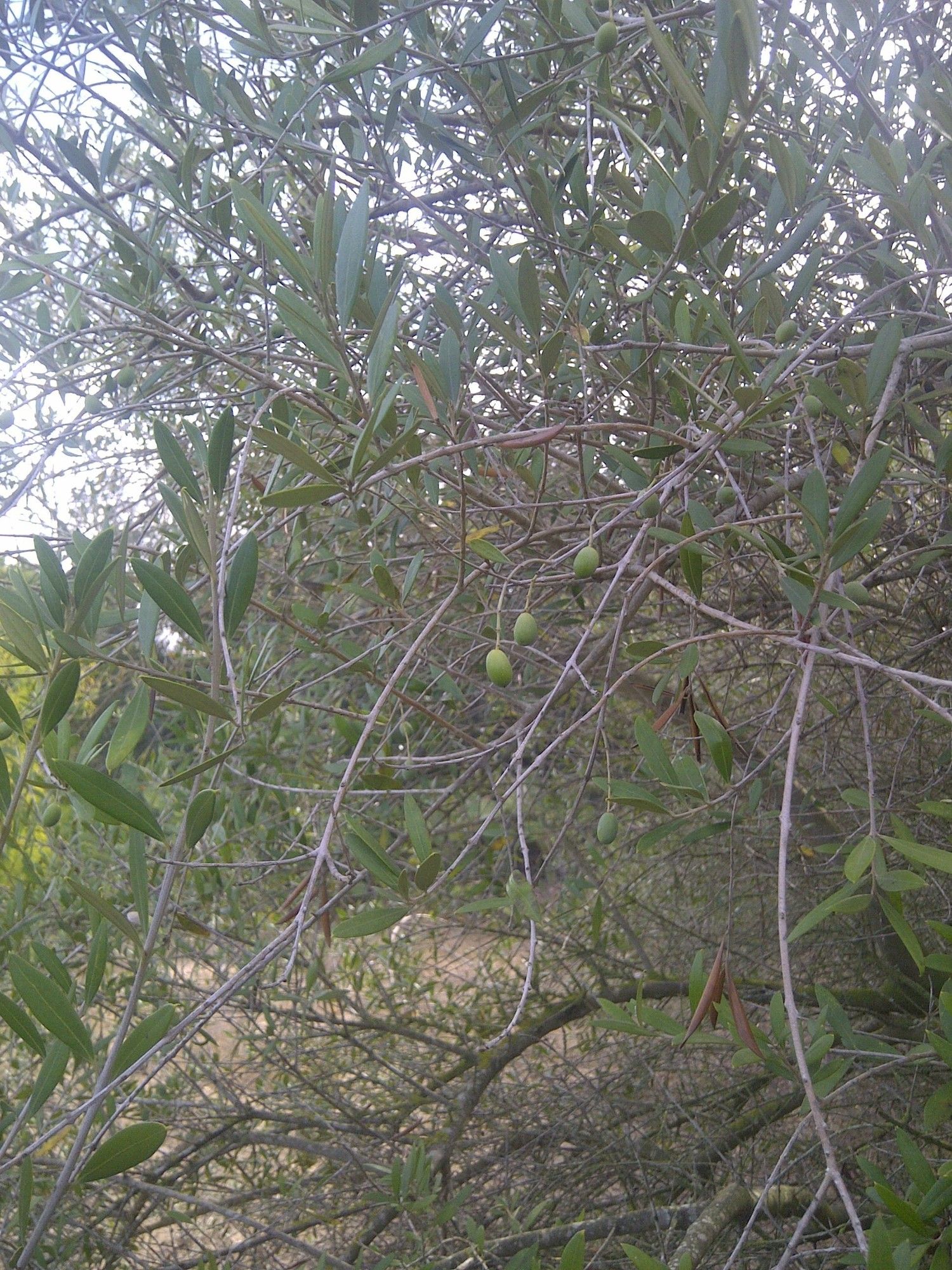 Casa independiente en camino de Melilla s/n - Foto 17