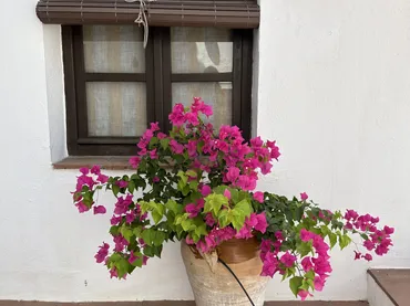 Finca rústica en  Calle de Juan de Lora 35 - Foto 4