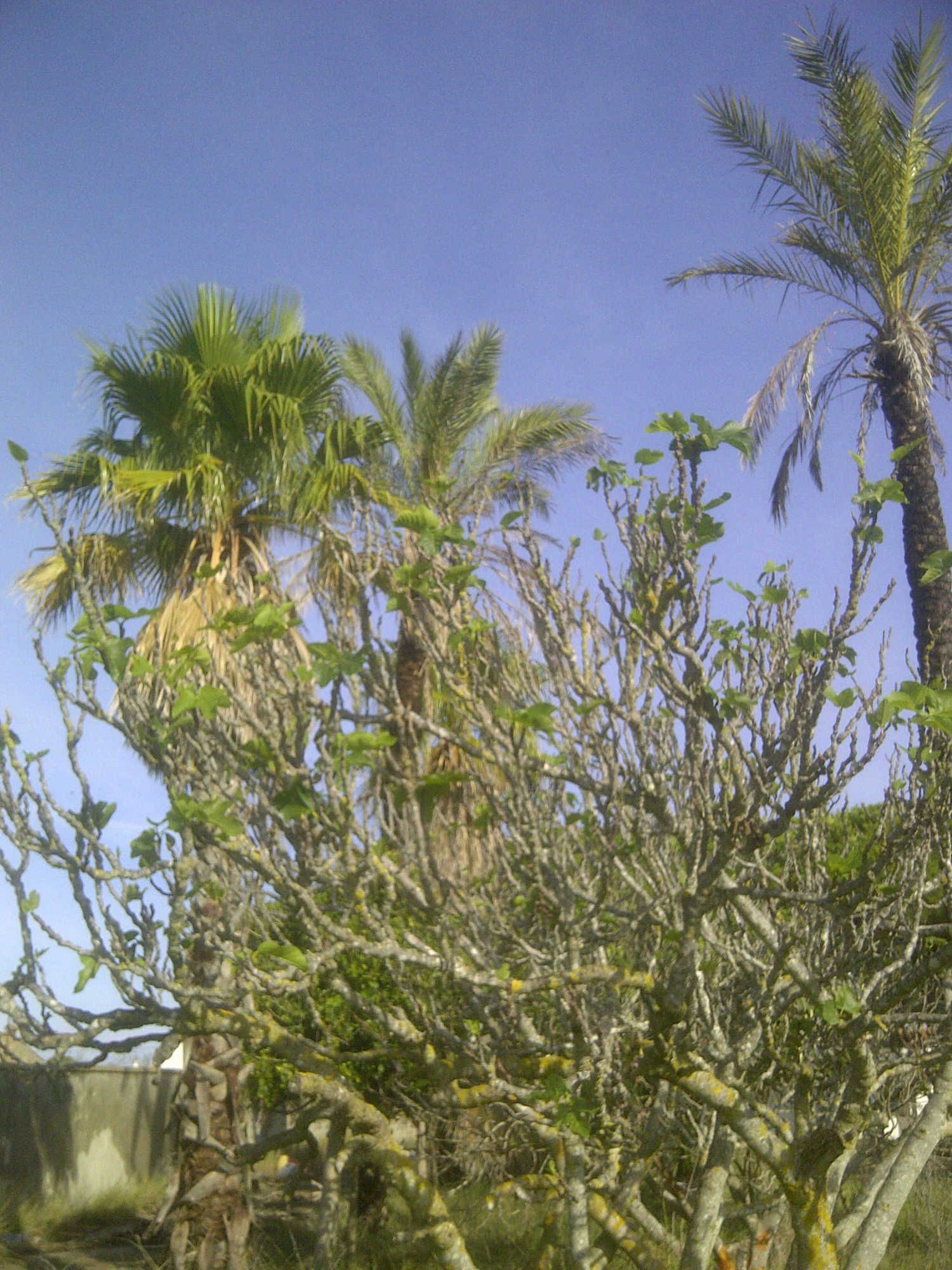 Casa independiente en calle Ceuta s/n - Foto 6