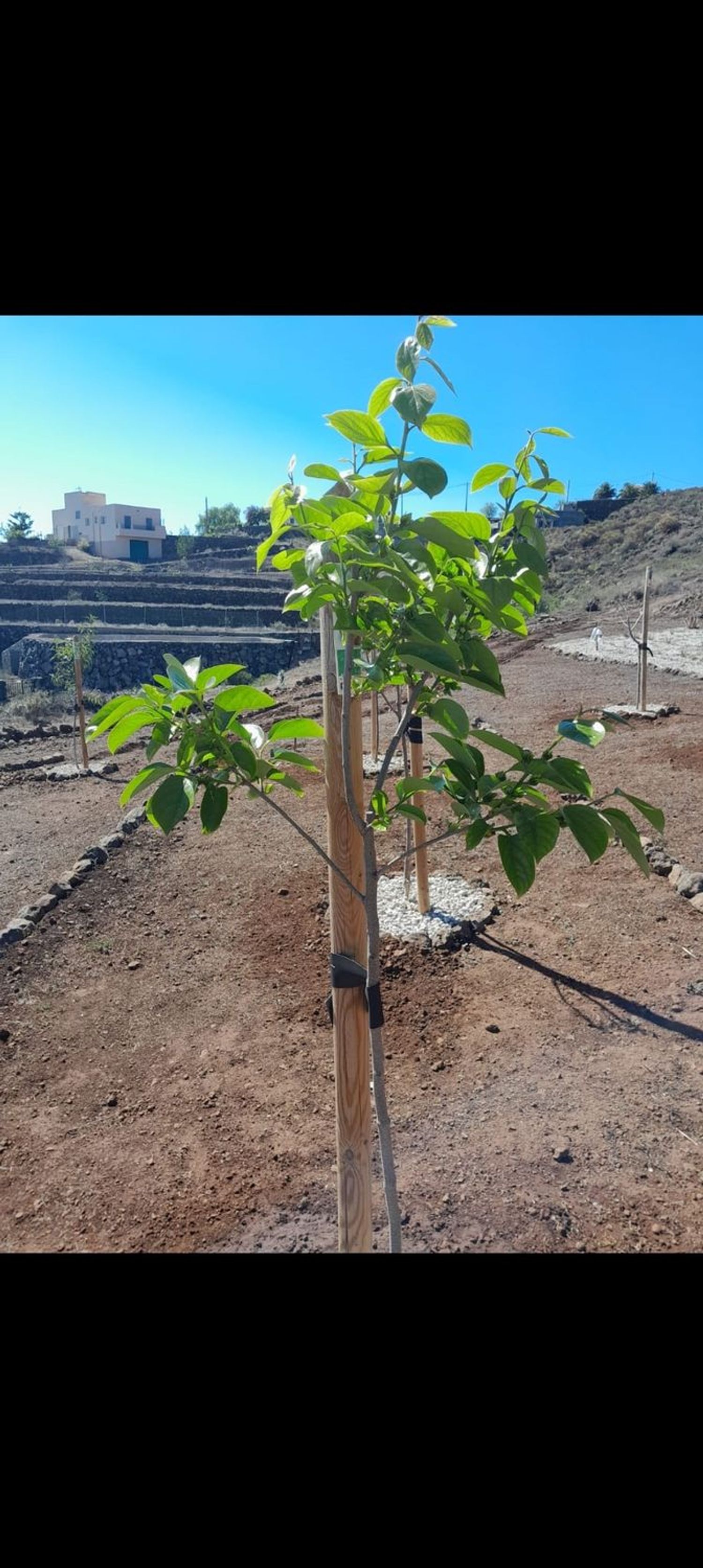 Finca rústica en Polígono Parcela 597 El Hoyo., 597, Chayofa, Chayofa - Foto 7