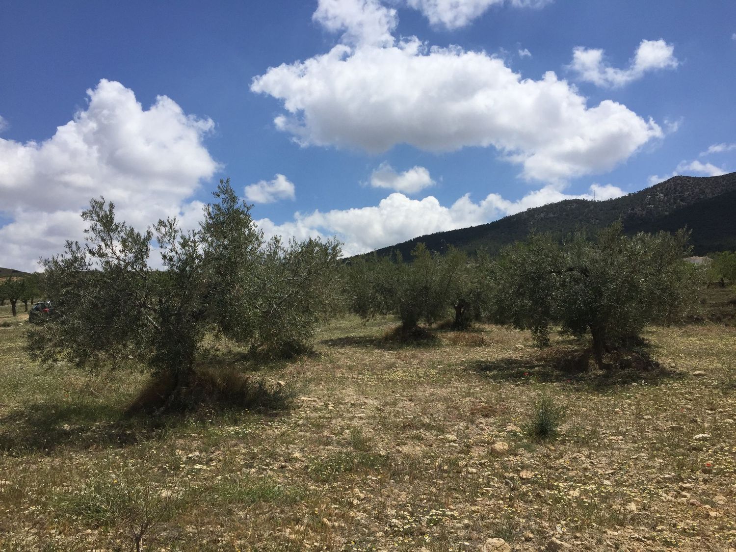 Cortijo en Cortijo en Al-7101, 1 - Foto 9