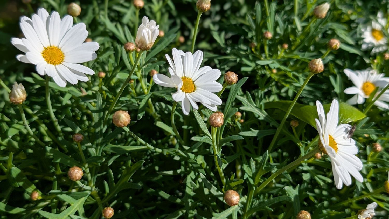 Casa independiente en Barrio Pinares de San Antón - Foto 3