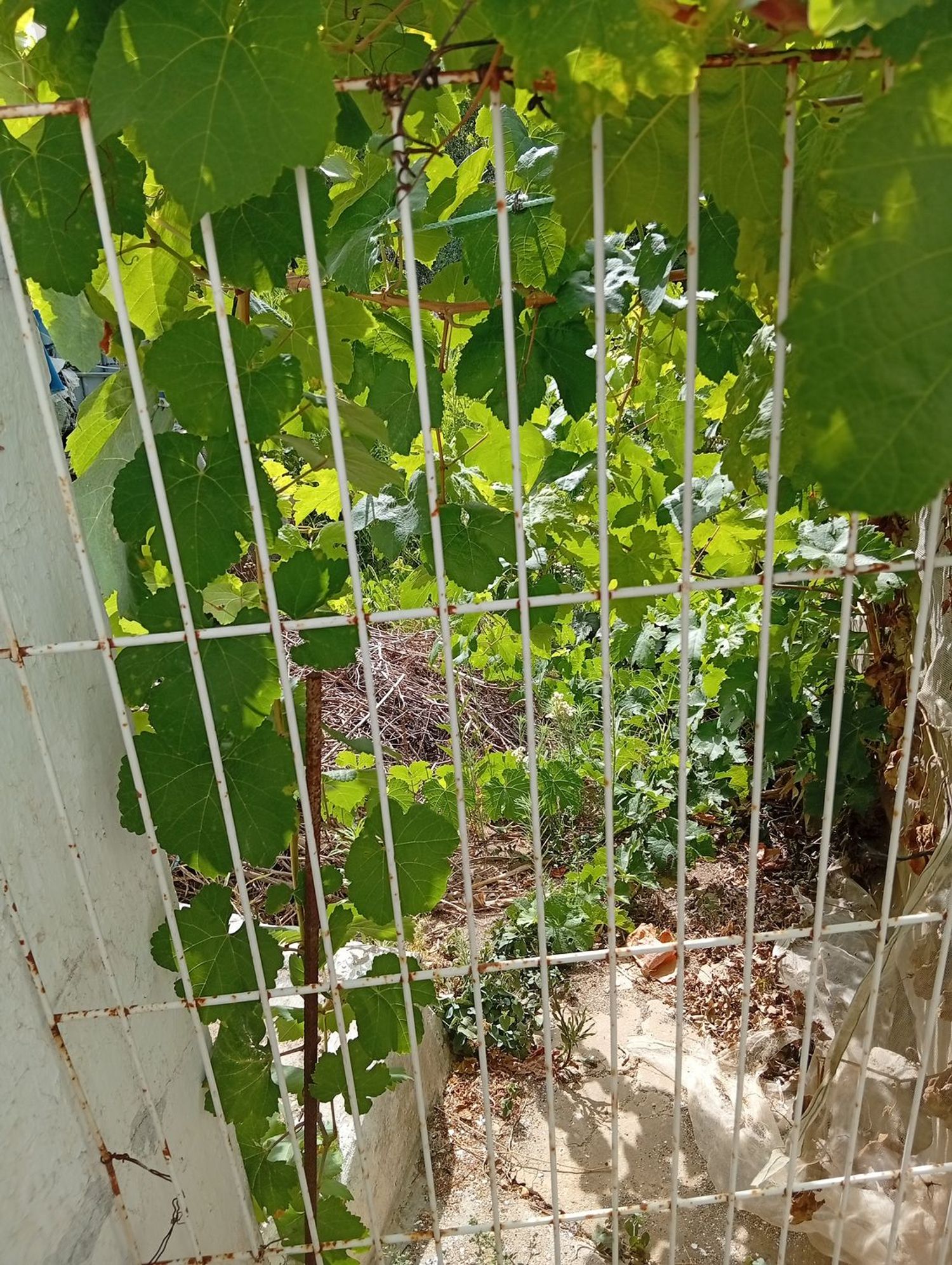 Finca rústica en Calle Galdames, 108, Ayamonte Pueblo, Ayamonte Pueblo - Foto 18