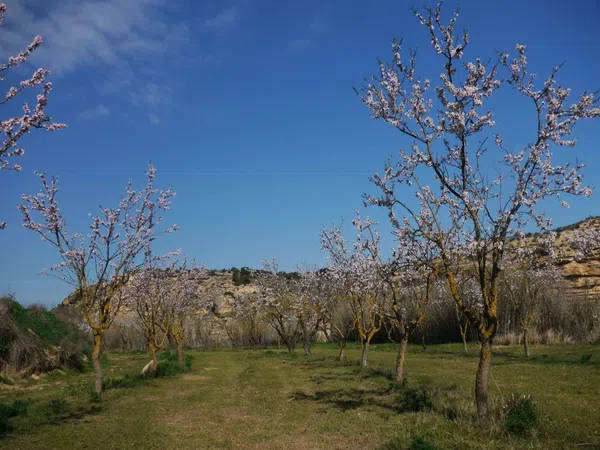 Finca rústica en Huerta Zaragoceta s/n - Foto 28