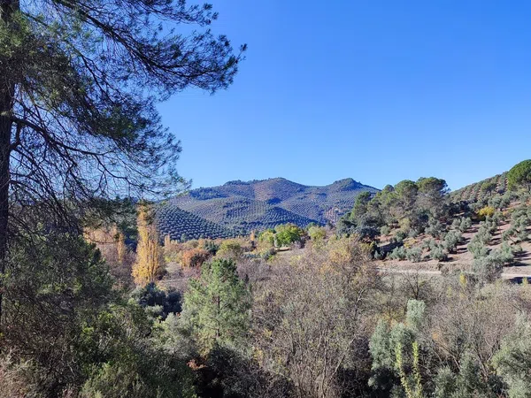 Cortijo en Carretera a Cortijos Nuevos s/n - Foto 3