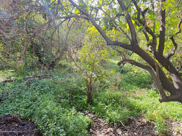 Chalet pareado en Carril de los Burros, 9 - Foto 3