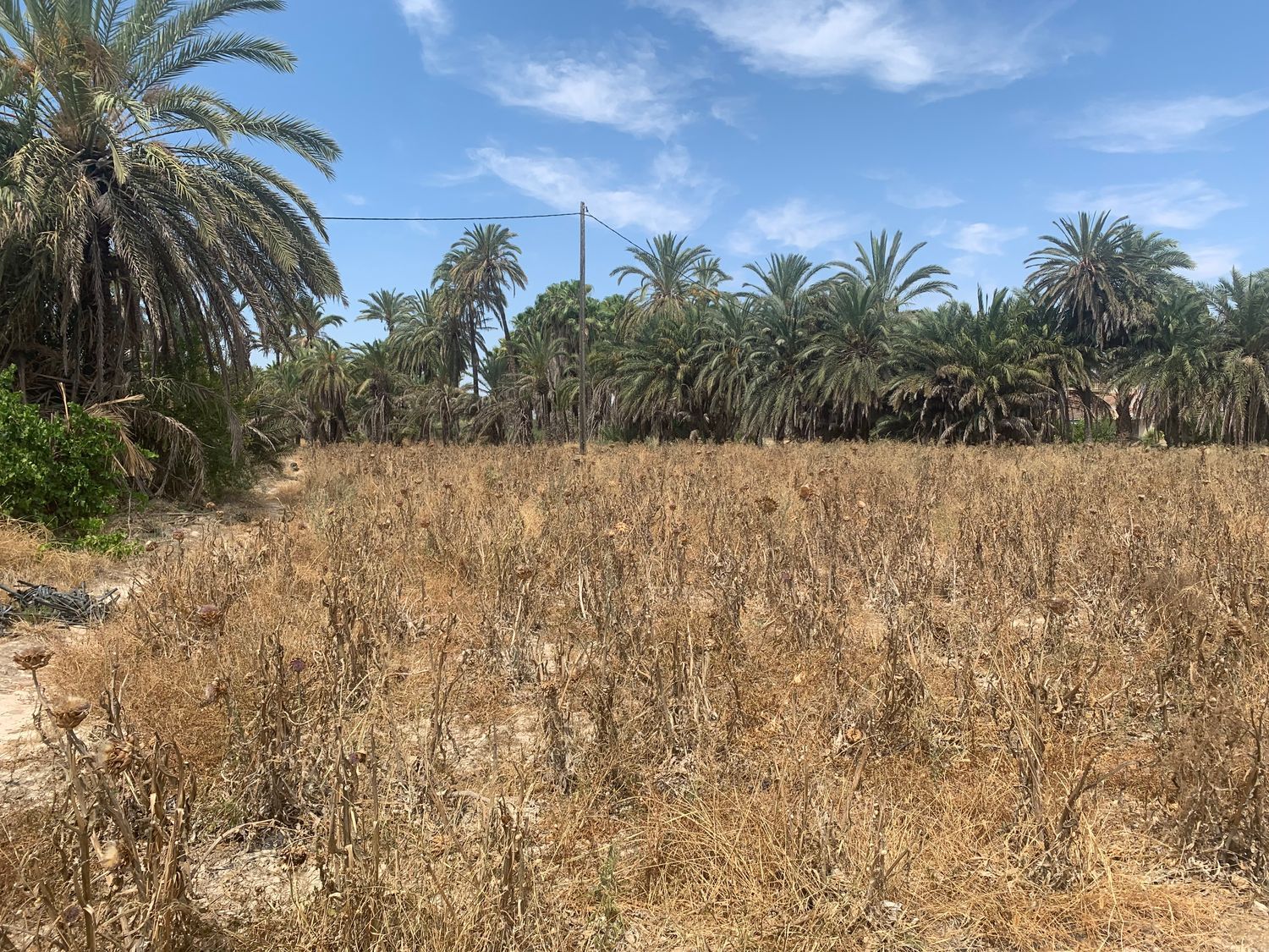 Finca rústica en Carretera de Elche a Casas del León, 30, Algoda-Matola-Llano de San José, Algoda-Matola-Llano de San José - Foto 17