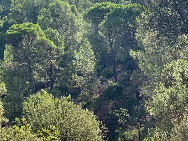 Cortijo en Carretera a Cortijos Nuevos s/n - Foto 24