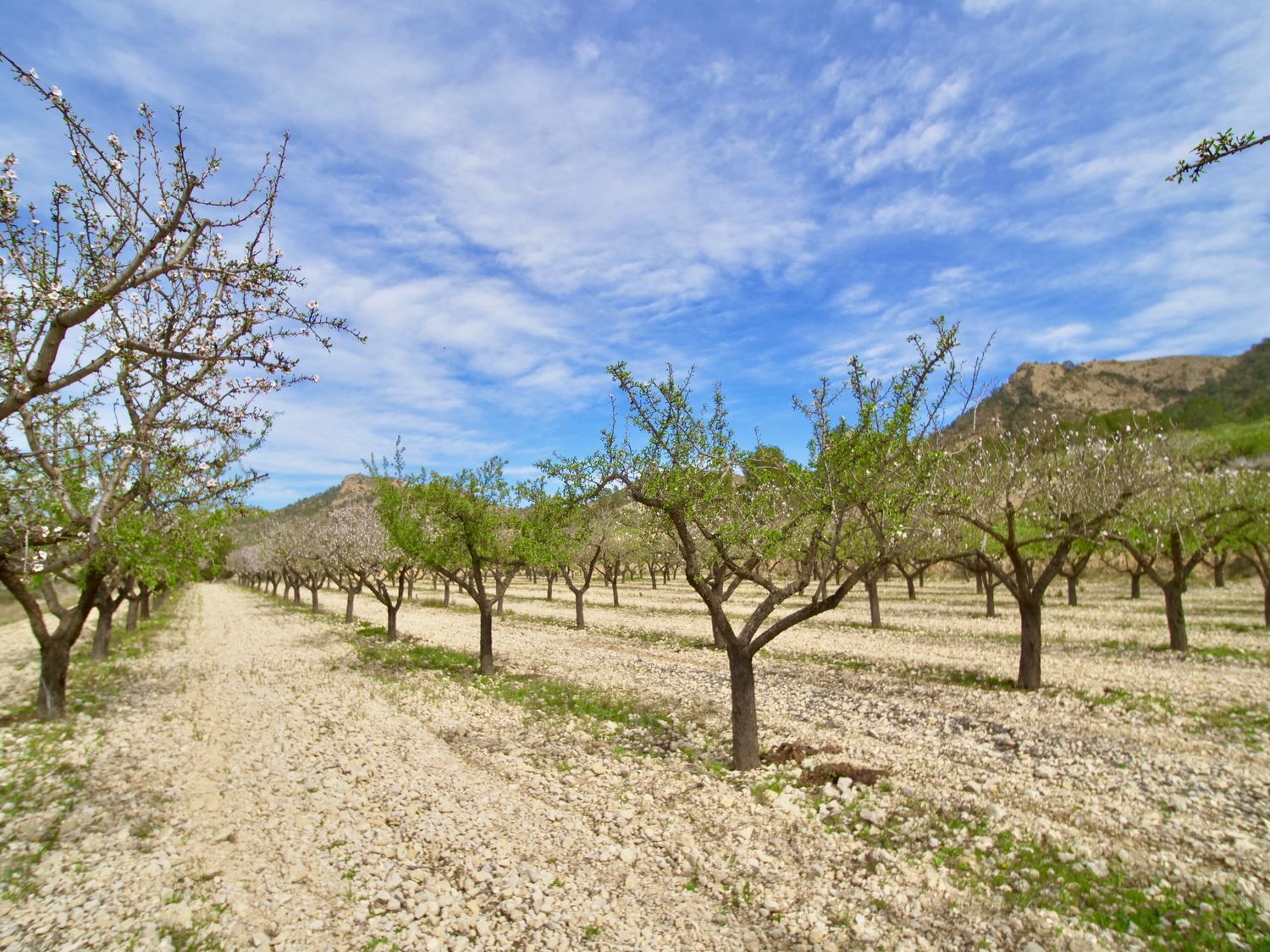 Casa independiente en Partida Almadrava, 1 - Foto 27