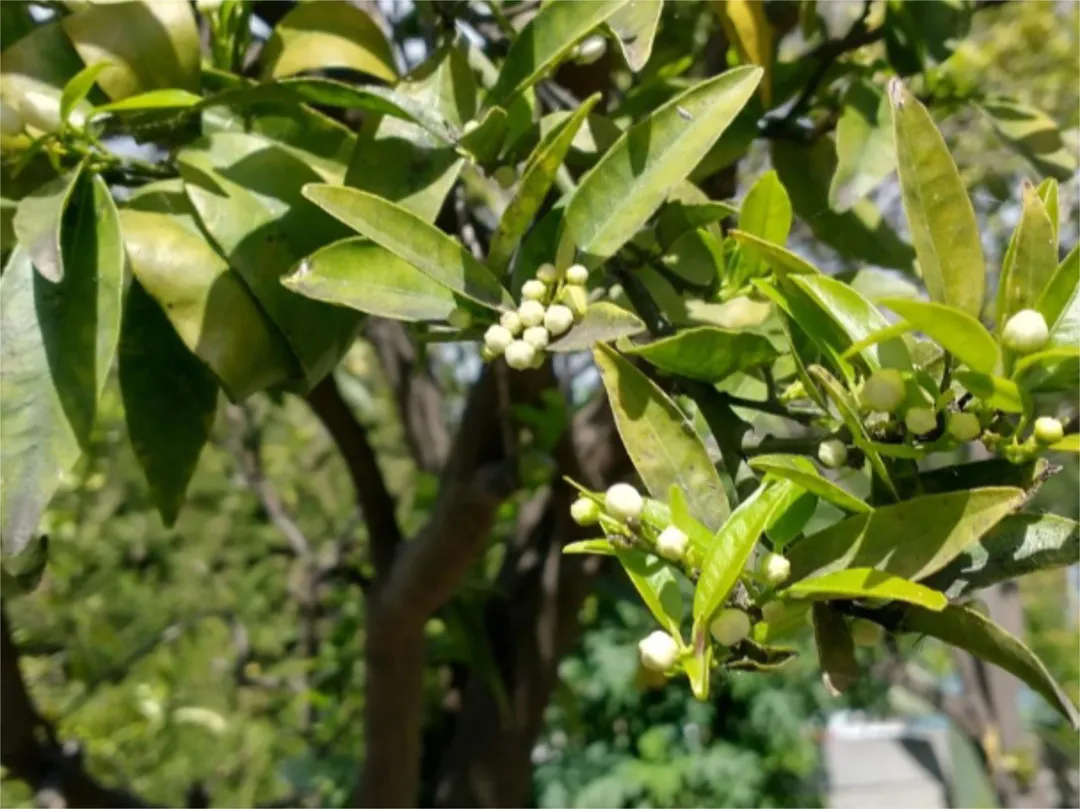 Chalet en  Calle las Buganvillas 27 - Foto 53